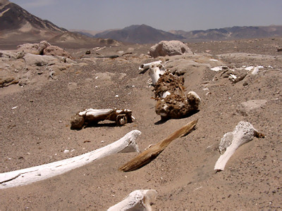 02010050.jpg
